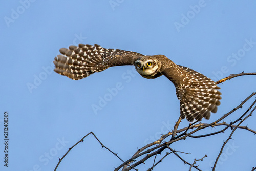 фотографія Spotted owlet in flight at Bharatpur, Rajasthan bird sanctuary, India