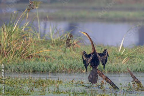 Oriental darter or snake bird, Bharatpur, Rajasthan, India
