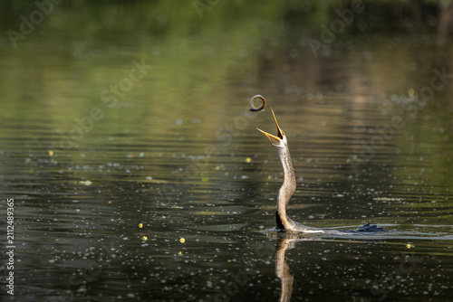 Fotografie Oriental darter or snake bird fishing in water, Bharatpur, Rajasthan, India