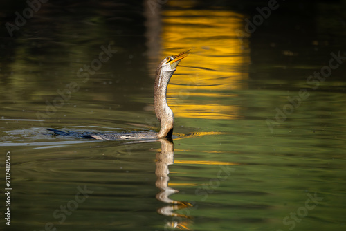Fotografía Oriental darter or snake bird fishing in water, Bharatpur, Rajasthan, India
