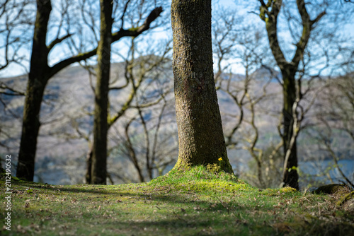 A sunny, spring landscape HDR image of a solitary Daffodil, narcissus, at the base of a tree near Keswick in Cumbria, England.