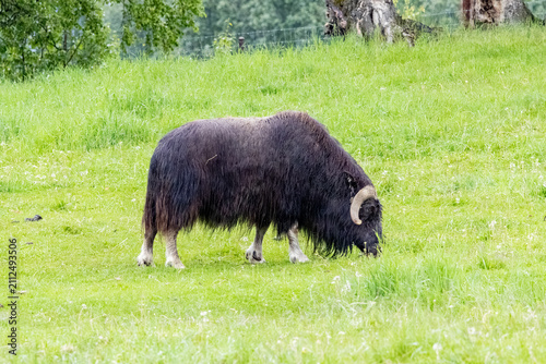 Fotografía Muskox Ovibos moschatus grazing in a lush green grass pasture under overcast day