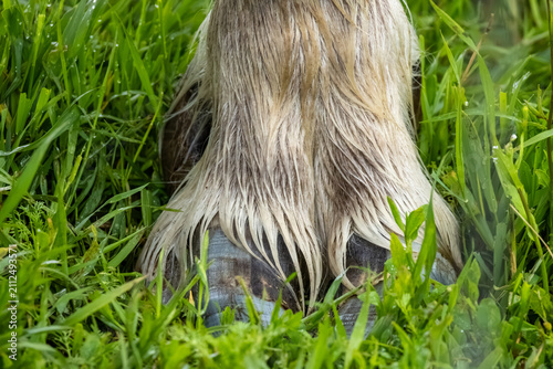 Obraz na plátně Muskox Ovibos moschatus cloven hoof and long wet fur standing in thick green gra