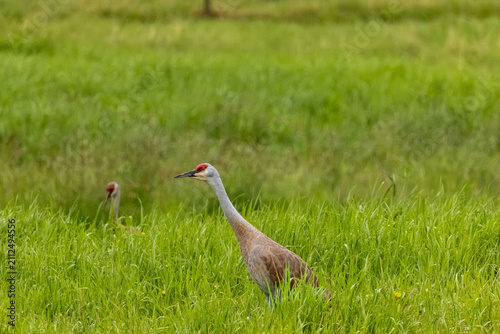 Foto Sandhill crane Antigone canadensis walking through tall green grass in a meadow