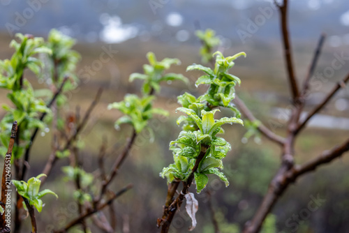Obraz na plátně Willow leaves Salix with raindrops under overcast light in Hatcher Pass Palmer A