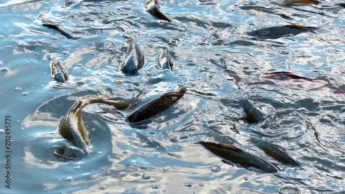 Many carps move actively in the muddy shallow water. Backs of fish peep from river while feeding. Close up.