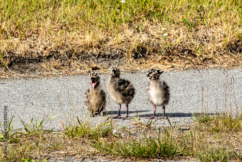 Mew gull Larus brachyrhynchus chicks calling on an asphalt pathway in Anchorage Alaska USA