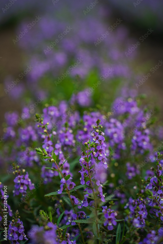 Obraz premium Purple flower wildflower bloom garden meadow green leaf closeup bokeh soft focus natural floral scene with delicate violet petal and stem in outdoor spring growth