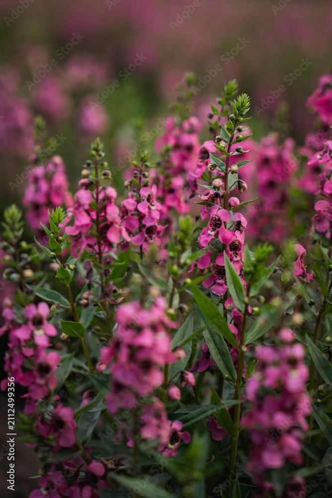 Obraz premium Pink flower garden bloom blossom plant stem leaf meadow with soft focus background natural spring growth green foliage delicate petal outdoor floral scene