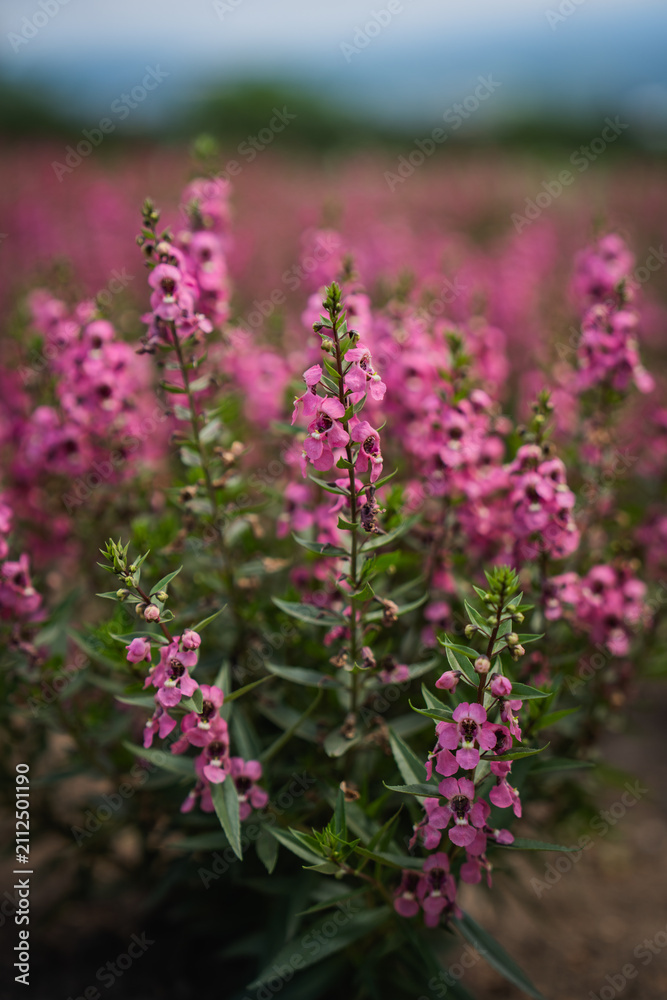 Obraz premium Pink flower wildflower meadow garden bloom stem, soft focus floral field with green leaf, natural spring growth, blurred background, delicate outdoor blossom