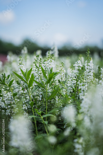 White flower green leaf blossom garden meadow nature plant field spring soft focus among delicate white spikes with blurred background under blue sky calm floral outdoor scene