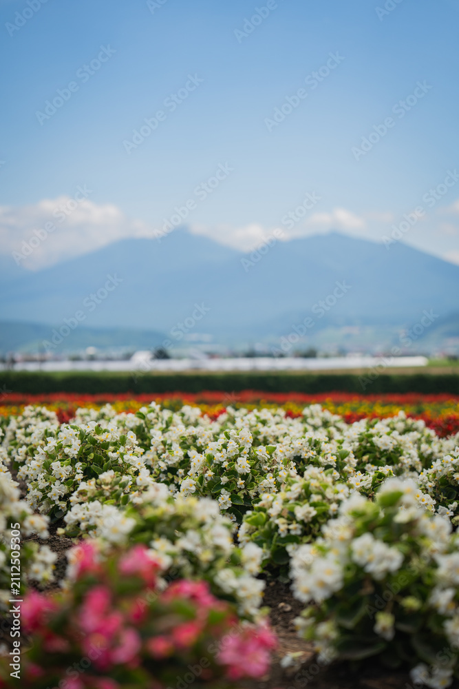 Obraz premium Flower field white blossom pink blossom mountain blue sky garden landscape spring bloom rural scenery with soft focus foreground and distant peak under clear daylight
