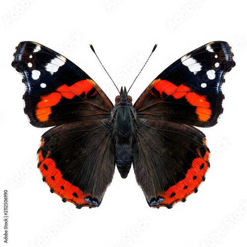 Red admiral butterfly with bold red and black wing patterns isolated on transparent background 