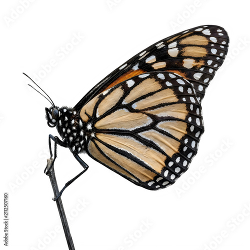 Side view of monarch butterfly resting on thin twig isolated on transparent background 
