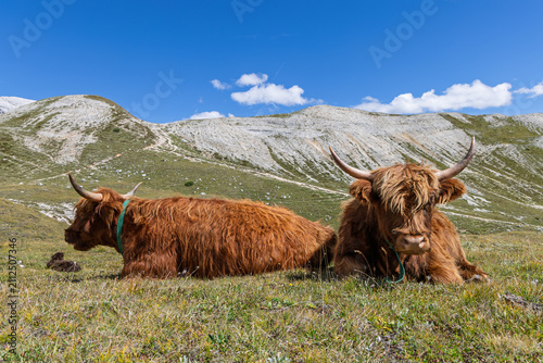 Quadro su tela Two large red Highland cattle rest before a pale striated ridge, with a dark calf farther left in South Tyrol