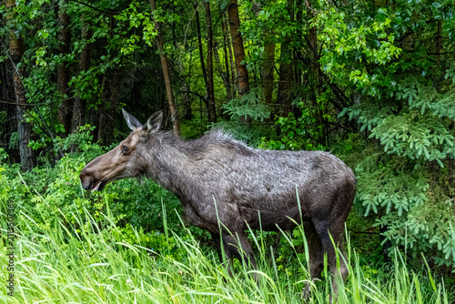 Cuadro en lienzo Moose Alces alces standing with mouth open in tall grass at the edge of a lush g