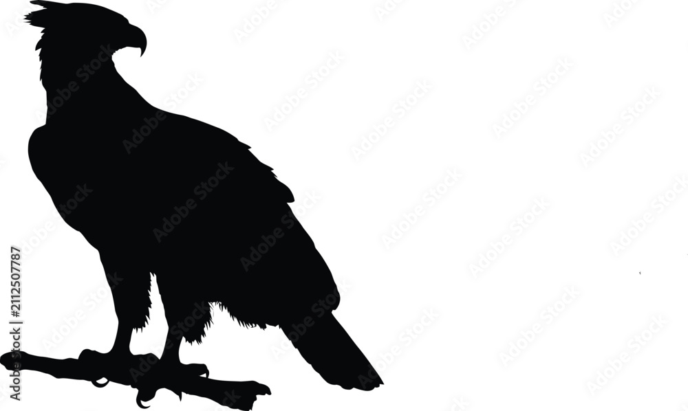 Fototapeta premium Black eagle bird perched on a branch silhouette