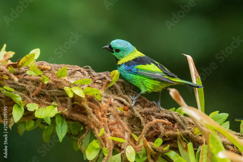 Картината върху платно Vibrant Green-headed Tanager (Tangara seledon) perched on a vine near bromeliads in the Atlantic Forest, Brazil