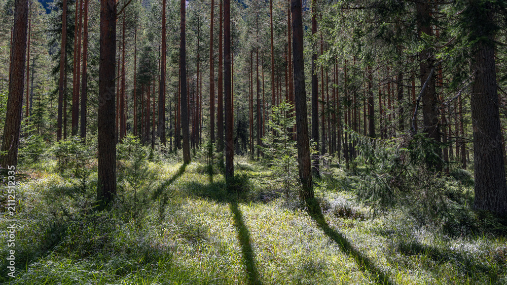 Fototapeta premium Long pine shadows cross luminous grass in a quiet conifer forest, where straight trunks and young evergreens create deep natural rhythm.