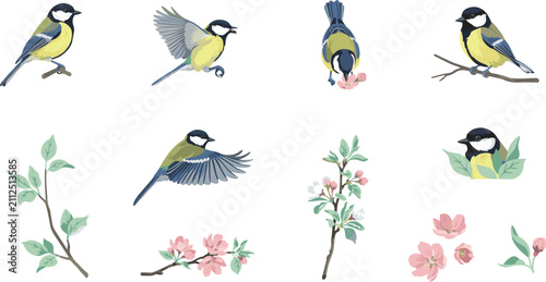 Great tit bird botanical vector element set featuring small songbirds flying, perching on branches, and cherry blossom flowers isolated on white background