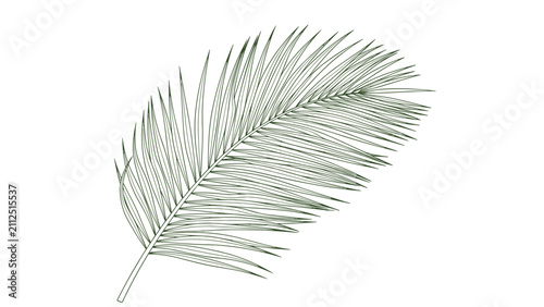 Detailed green botanical sketch of a single curved palm tree frond leaf, shown isolated on a solid white background.