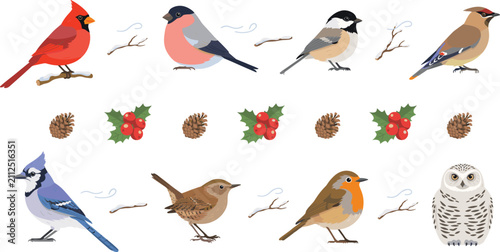 Winter birds vector illustration set featuring cardinal bullfinch chickadee blue jay robin and snowy owl with holly berries and pinecones for holiday card designs