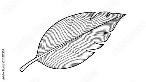 Elegant hand drawn feather illustration with fine detailed lines showcase natural beauty, lightness, and gentle grace.