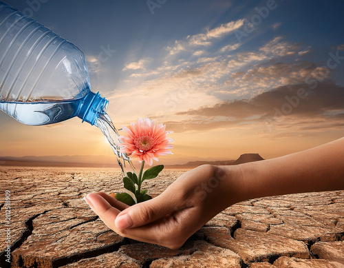 Hands Watering a Flourishing Flower in an Arid Desert Landscape