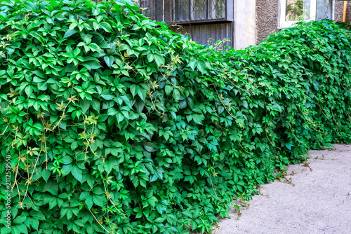 A lush grape vine covering the wall of a city building with green foliage