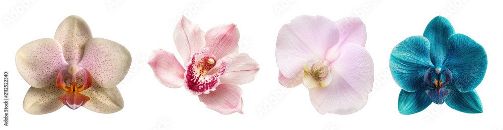 Obraz premium PNG Vibrant orchid blossoms collection on transparent background