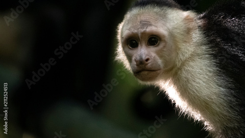 Capuchin monkey portrait showing biodiversity in rainforest, Costa Rica
