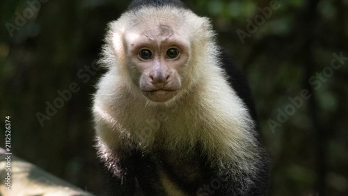 Obraz na płótnie Capuchin monkey looking directly at viewer in rainforest, Costa Rica