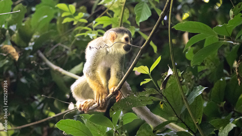 Photography Squirrel monkey resting on branch in rainforest, Costa Rica