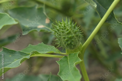 Spiny green seed capsule of oak-leaved thorn-apple, also called Chinese Thorn-Apple, latin name Datura quercifolia, poisonous plant containing powerful hallucinogenic deliriant alkaloids.