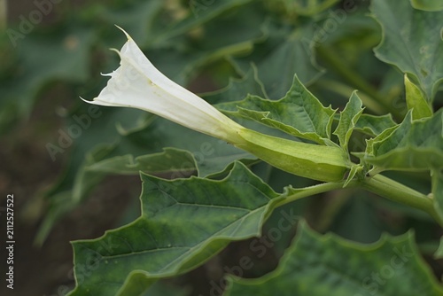 Trumpet shaped flower of oak-leaved thorn-apple, also called Chinese Thorn-Apple, latin name Datura quercifolia, poisonous plant containing powerful hallucinogenic deliriant alkaloids.