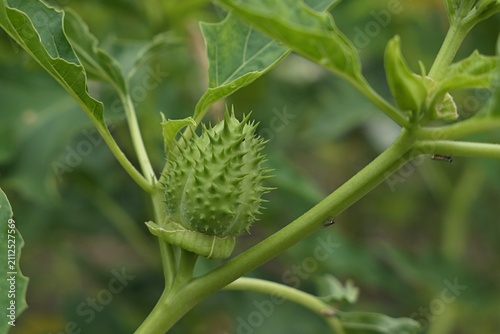 Spiny green seed capsule of oak-leaved thorn-apple, also called Chinese Thorn-Apple, latin name Datura quercifolia, poisonous plant containing powerful hallucinogenic deliriant alkaloids.