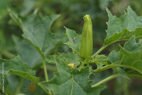 Green tall flower bud of oak-leaved thorn-apple, also called Chinese Thorn-Apple, latin name Datura quercifolia, poisonous plant containing powerful hallucinogenic deliriant alkaloids.