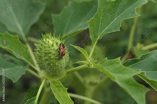 Spiny green seed capsule of oak-leaved thorn-apple, also called Chinese Thorn-Apple, latin name Datura quercifolia, poisonous plant containing powerful hallucinogenic deliriant alkaloids.