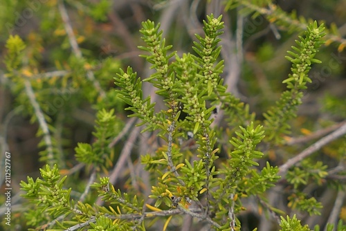 Branches with dense short leaves of Autumn Heather plant, growing in summer alpine garden. 