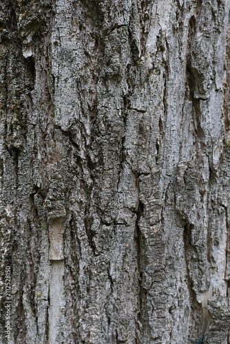 Rough structure of trunk surface of broadleaf tree Camptotheca acuminata, native to north Vietnam and southern China. 