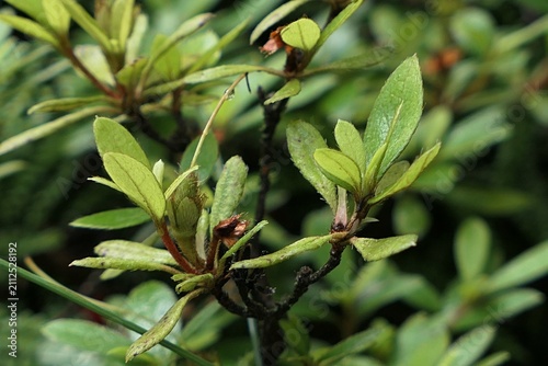 Evolving leathery leaves on a tips of branches of a flowering plant of Rhododendron genus, growing in public garden during summer season. 