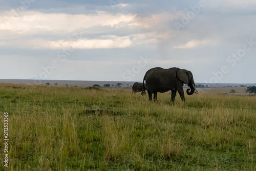 Obraz African elephants walking across Masai Mara grassland