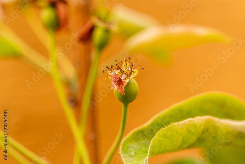 Canvastavla Pyrus pyrifolia pertenece a la familia de las Rosaceae.