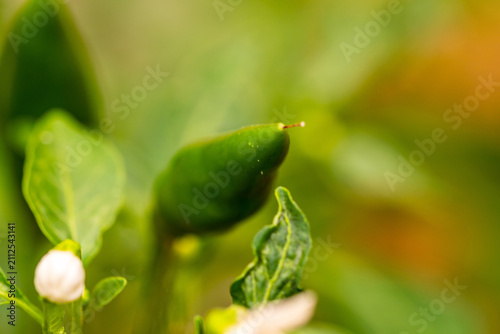 Photography Pimientos cultivados orgánicamente en un huerto.