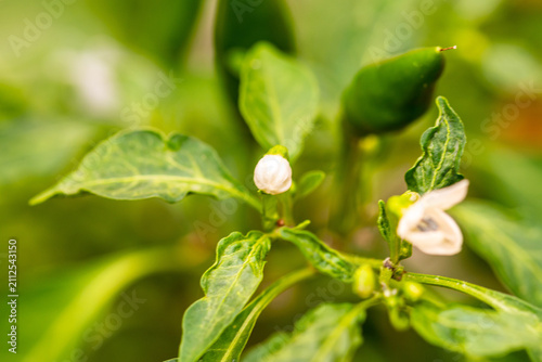 Картината върху платно Pimientos cultivados orgánicamente en un huerto.