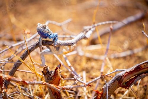Canvas Print The blue agama sits in ambush on sand and branches and hunts for insects
