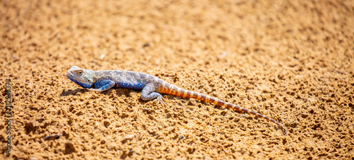 фотографія The blue agama sits in ambush on sand and branches and hunts for insects