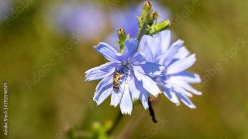 Quadro su tela Small bee collecting nectar from blue chicory flowers