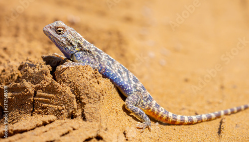 Photography The blue agama sits in ambush on sand and branches and hunts for insects