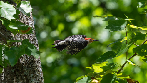 Red-bellied woodpecker flying toward a tree trunk
